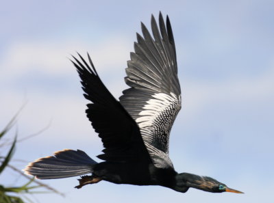 Anhinga in flight at Viera Wetlands 01
