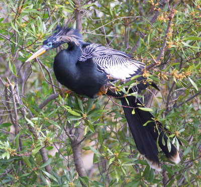 Anhinga in tree at Viera Wetlands 02