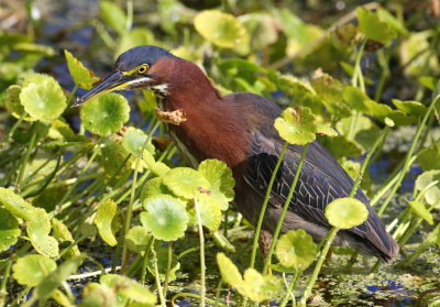 Green Heron at Viera Wetlands 01