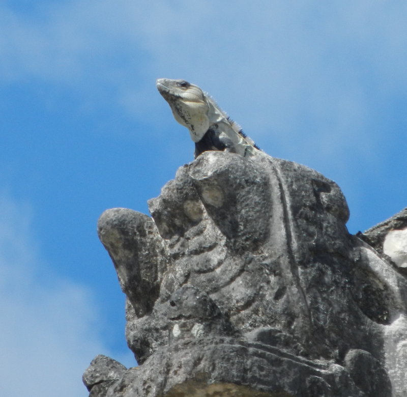 Iguana6.JPG
