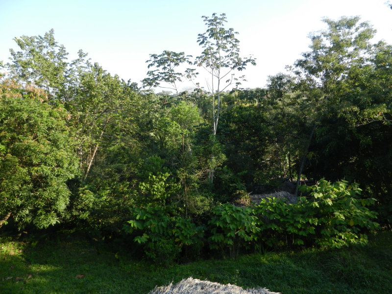 Jungle7.JPG