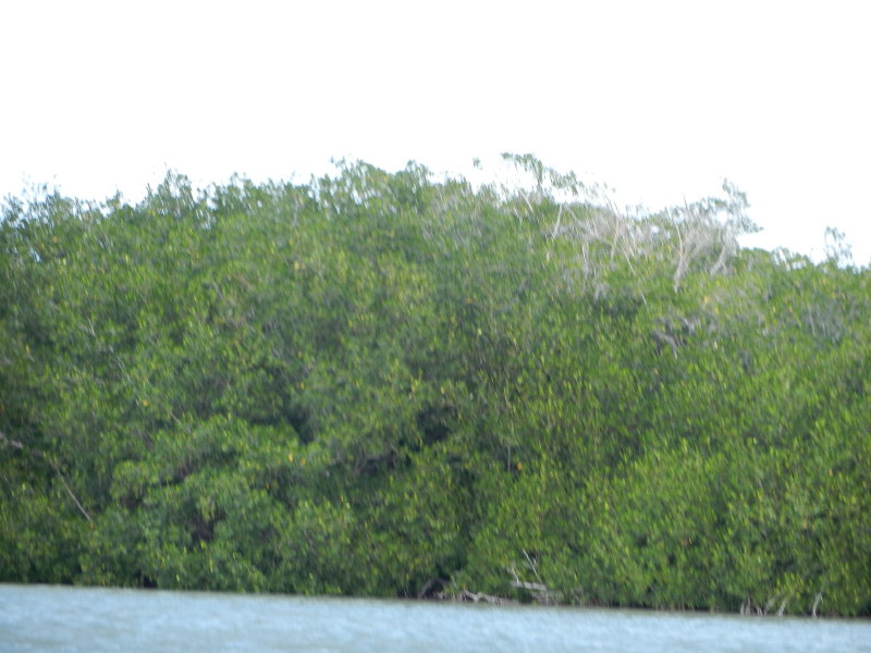 River and Jungle.JPG