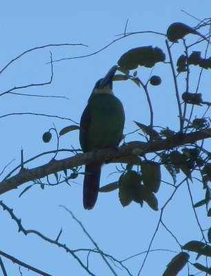 Emerald Toucanette.JPG