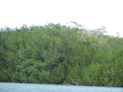 River and Jungle.JPG