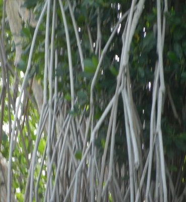 Roots.JPG
