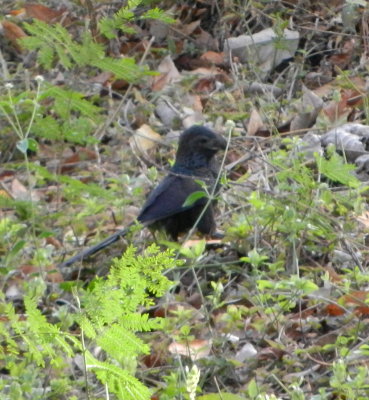 Smooth-billed Ani.JPG