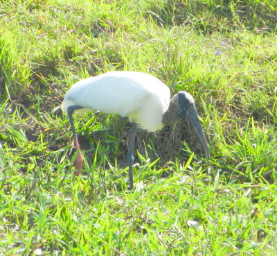 Woodstork.JPG
