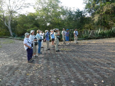 Birding the Maya Ruins of the Yucatan sec two