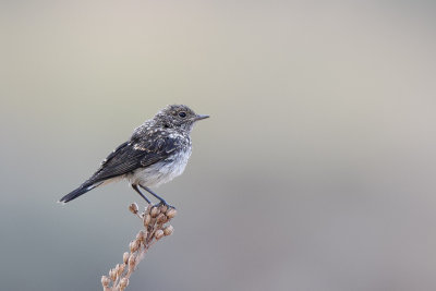 Cyprus Wheatear (Cyprustapuit)