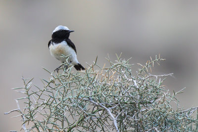 Cyprus Wheatear (Cyprustapuit)