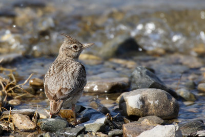 Crested Lark (Kuifleeuwerik)