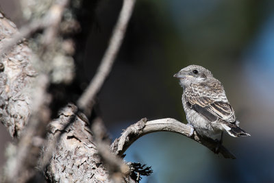 Masked Shrike (Maskerklauwier)