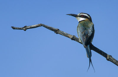 White-throated Bee-eater (Witkeelbijeneter)
