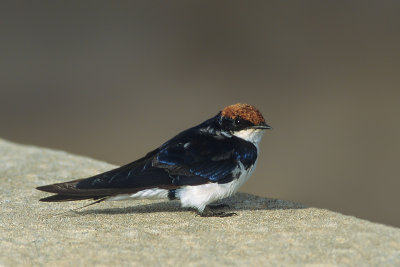 Wire-tailed Swallow (Roodkruinzwaluw)