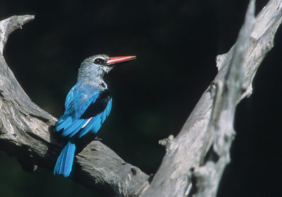 Woodland Kingfisher (Senegalijsvogel)