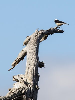 Cyprus Wheatear (Cyprustapuit)