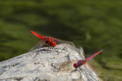 Scarlet Dragonfly (Vuurlibel)