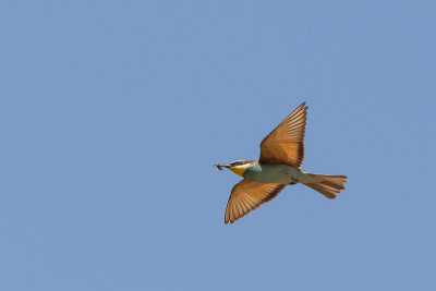 European Bee-eater (Bijeneter)
