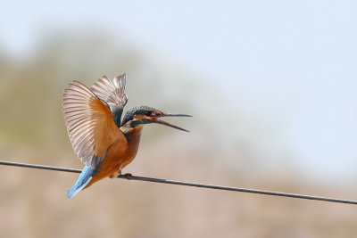 Common Kingfisher (Ijsvogel)