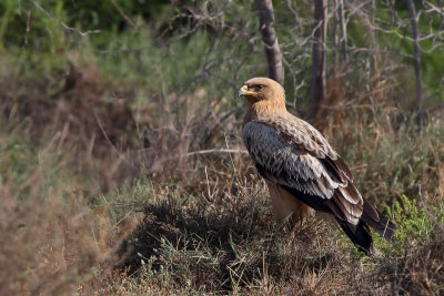Greater Spotted Eagle (Bastaardarend) 