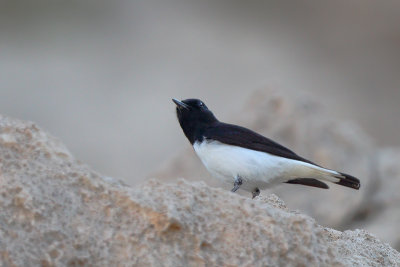 Hume's Wheatear (Hume's Tapuit) 