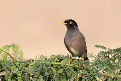 Common Myna (Treurmania)