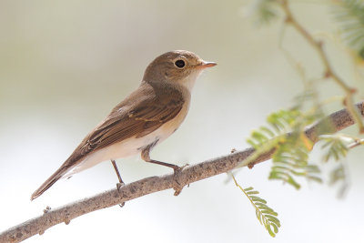 Red-breasted Flycatcher (Kleine Vliegenvanger)