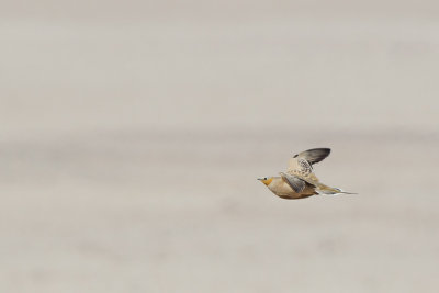 Spotted Sandgrouse (Sahelzandhoen)