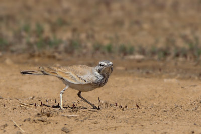 Greater Hoopoe-Lark (Witbandleeuwerik)