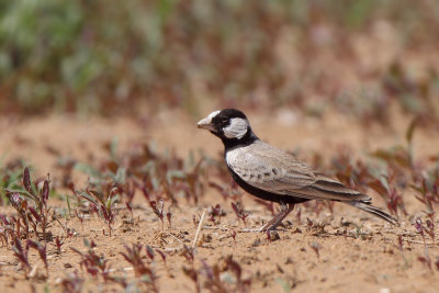 Black-crowned Sparrow-Lark (Zwartkruinvinkleeuwerik)