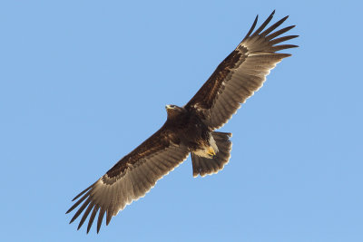 Greater Spotted Eagle (Bastaardarend)