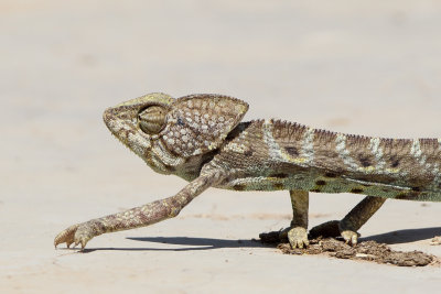 Arabian Chameleon (Arabische Kameleon)
