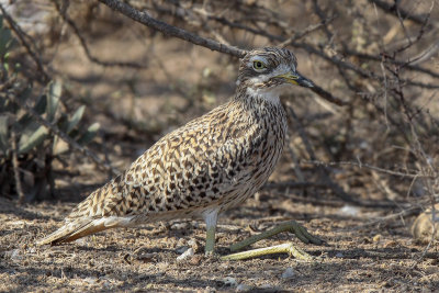 Spotted Thick-knee (Kaapse Griel)