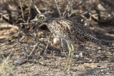 Spotted Thick-knee (Kaapse Griel)