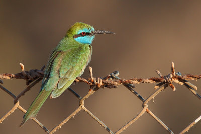 Little Green Bee-eater (Kleine Groene Bijeneter)