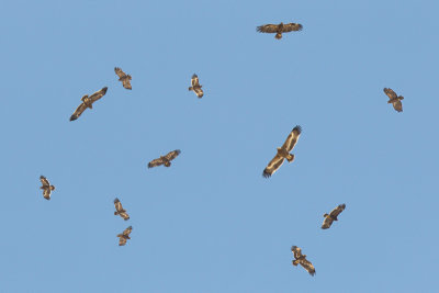 Steppe Eagle (Steppearend) & Greater Spotted Eagle (Bastaardarend)