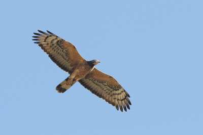 Crested Honey Buzzard (Aziatische Wespendief)