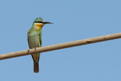 Blue-cheeked Bee-eater (Groene Bijeneter)