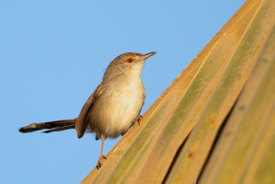 Graceful Prinia (Gestreepte Prinia)