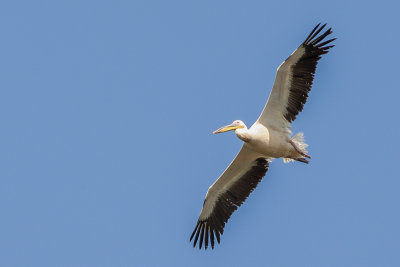 White Pelican (Roze Pelikaan)