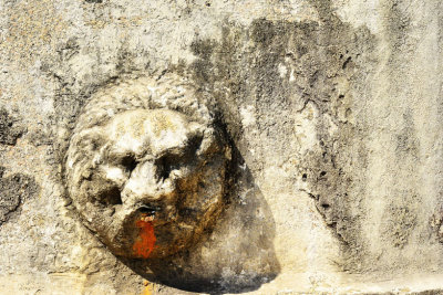 lion