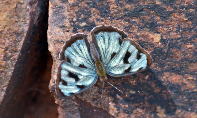 4-spot sailor (Dynamine postverta).jpg