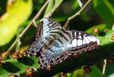 Clipper Parthenos sylvia apicalis male.jpg