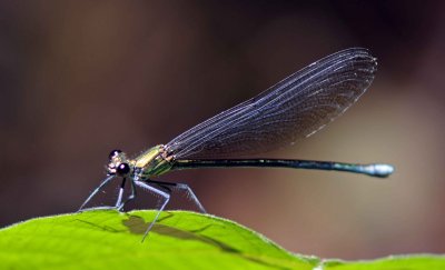 Damselfly1.jpg