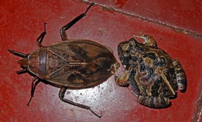 Frog and bug, Argentina.jpg