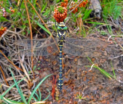 Golden-ringed dragonfly, Cordulegaster boltonii.jpg