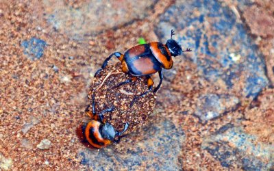 Dung beetles, Iguazu NP.jpg