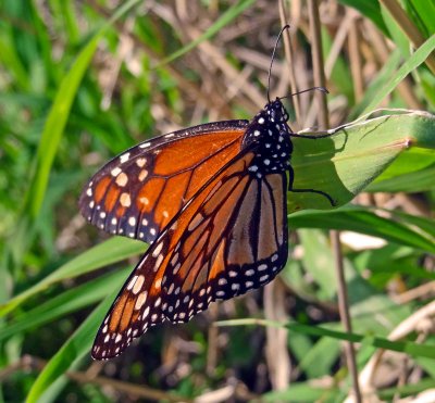 Monarch butterfly, Argentina.jpg