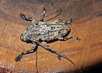 Longhorn beetle.jpg
