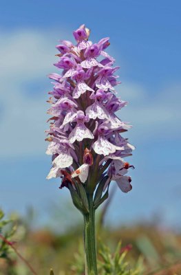 Heath spotted-orchid Dactylorhiza maculata subsp.jpg